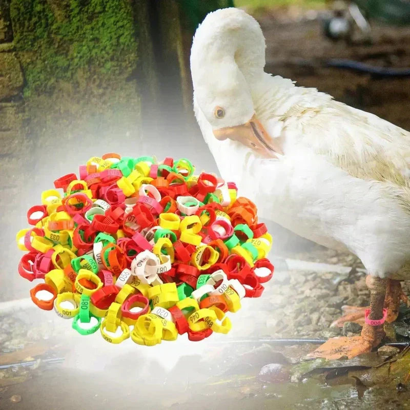 💥 50% RABATT 🐔 Smarta snäppband för höns & fjäderfä 🔧 mjukt plastmaterial, lätt att använda & tydlig märkning ✨