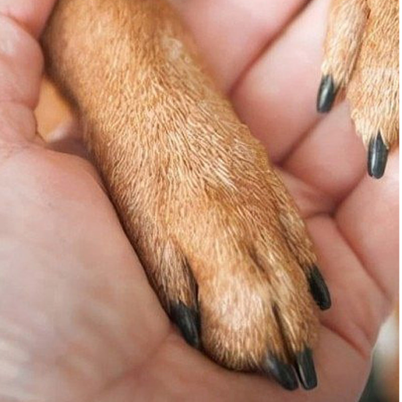 🔥 50% RABATT 🐾 Trä-nagelfil för husdjur ✨ Skonsam tassvård med utbytbara filytor – mindre stress för både dig och ditt husdjur 🏡